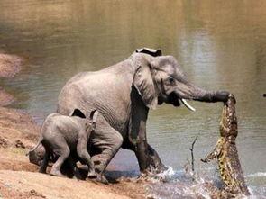 女子喂大象吃瓜图片,女子与大象温馨互动瞬间