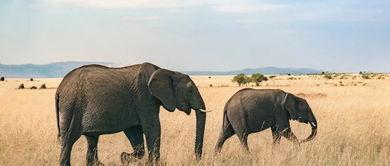 女子喂大象吃瓜图片,女子与大象温馨互动瞬间