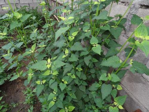 猫可以吃蒿瓜,蒿瓜，猫咪的新宠