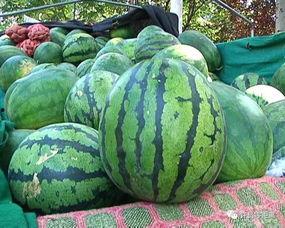 摔瓜是什么瓜怎样吃,探究“摔瓜是什么瓜”及独特食用方法