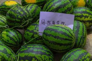 带你吃瓜大学宿舍,揭秘校园生活新风尚