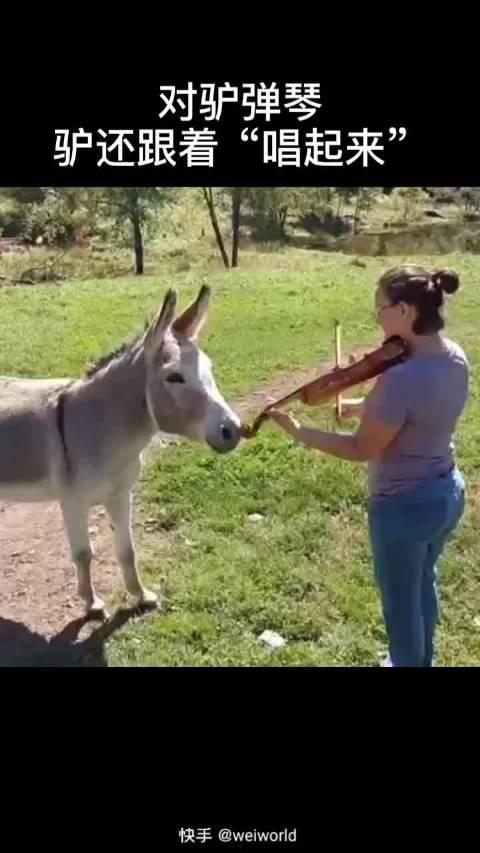 驴姐在线吃瓜,揭秘娱乐圈幕后真相
