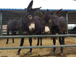 驴姐在线吃瓜,揭秘娱乐圈幕后真相