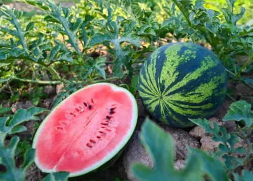 徐佳怡吃瓜,揭秘娱乐圈背后的真相