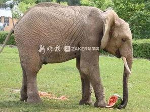 吃瓜达人达达象,揭秘吃瓜达人的趣味生活