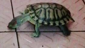 吃瓜达人达达象,揭秘吃瓜达人的趣味生活