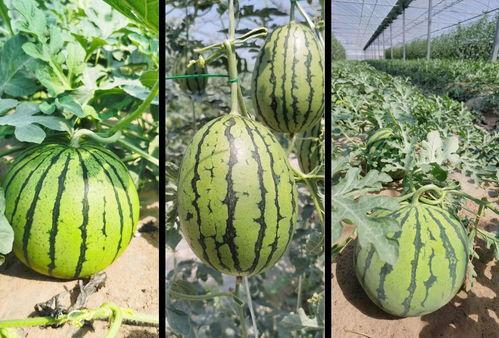 系统吃瓜文,揭秘娱乐圈背后的秘密与真相