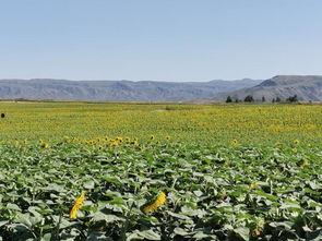 伊犁女的吃瓜,揭秘新疆美食背后的故事