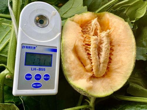 系统吃瓜合集,盘点那些令人捧腹的瓜田奇闻