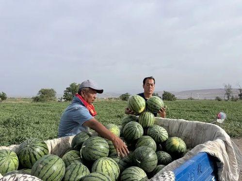 库车吃瓜,探寻新疆美食的独特魅力