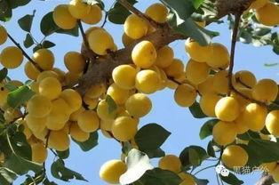 库车吃瓜,探寻新疆美食的独特魅力