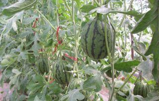 吃药可以吃矮瓜吗,吃药期间的饮食禁忌与注意事项