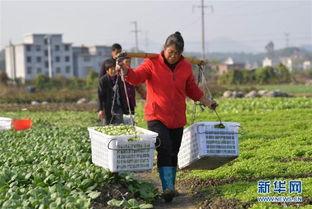 萍乡赤山镇吃瓜事件