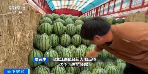 涵江吃瓜,一场别开生面的吃瓜盛宴