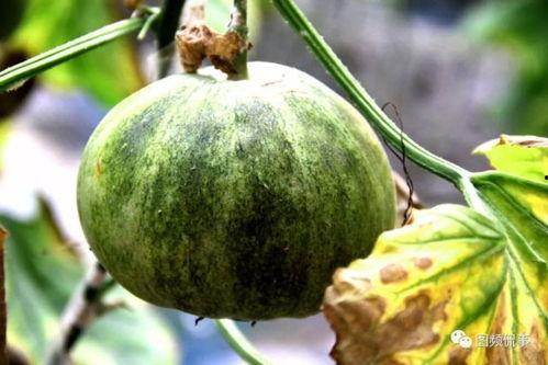 过年开始吃瓜,揭秘年味里的“吃瓜”文化