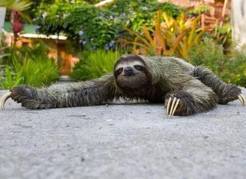 动物吃瓜神器视频