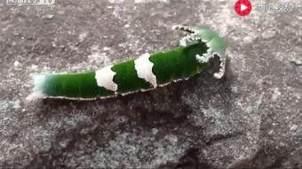 动物吃瓜神器视频