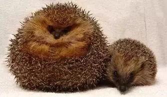 动物吃瓜神器视频