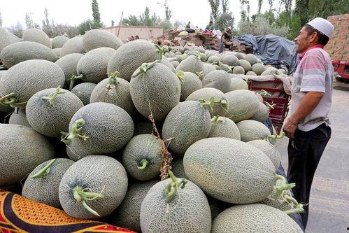 吃哈密瓜荔枝,哈密瓜与荔枝的甜蜜邂逅