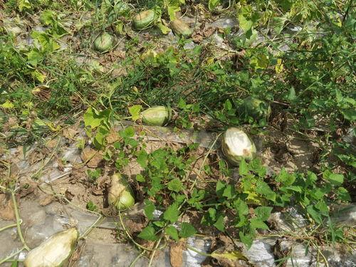 丹东疫情吃瓜,吃瓜群众视角下的防疫战记