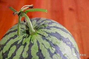 吃山瓜大姐,探寻乡村美味与传承