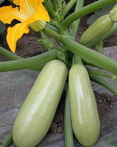 西葫芦瓜能晒干吃吗,传统保存新体验