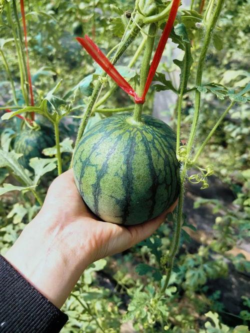 吃椰壳的瓜,探寻热带风情中的独特美食之旅