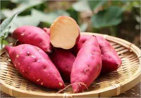 麻瓜地瓜能一起吃吗,能否共融一餐？