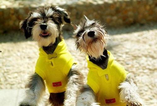 雪纳瑞可以吃籽瓜吗,籽瓜的适宜性探讨