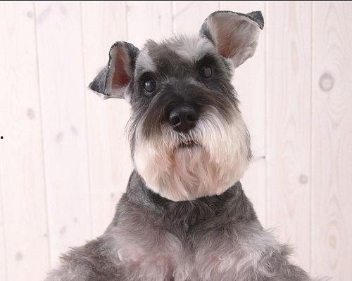 雪纳瑞可以吃籽瓜吗,籽瓜的适宜性探讨