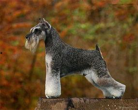 雪纳瑞可以吃籽瓜吗,籽瓜的适宜性探讨