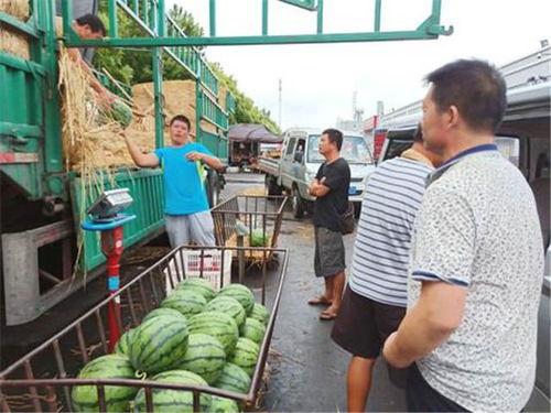 岛城最新吃瓜事件,最新“瓜王”事件揭秘，真相令人咋舌！