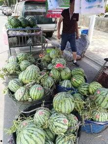 岛城最新吃瓜事件,最新“瓜王”事件揭秘，真相令人咋舌！