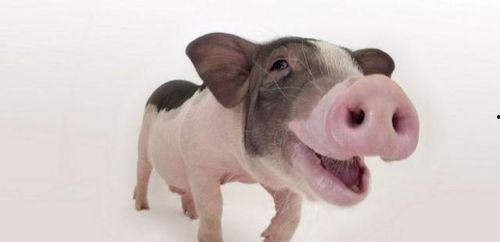 老猪吃瓜音,揭秘娱乐圈那些不为人知的幕后故事