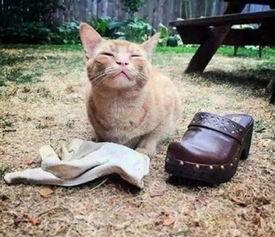 猫看人打架吃瓜视频,围观人打架的萌态瞬间