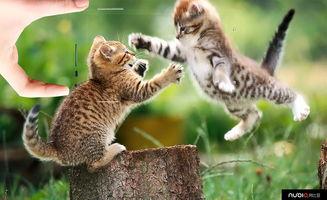 猫看人打架吃瓜视频,围观人打架的萌态瞬间