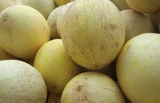 网红吃白兰瓜,美味与营养的完美邂逅