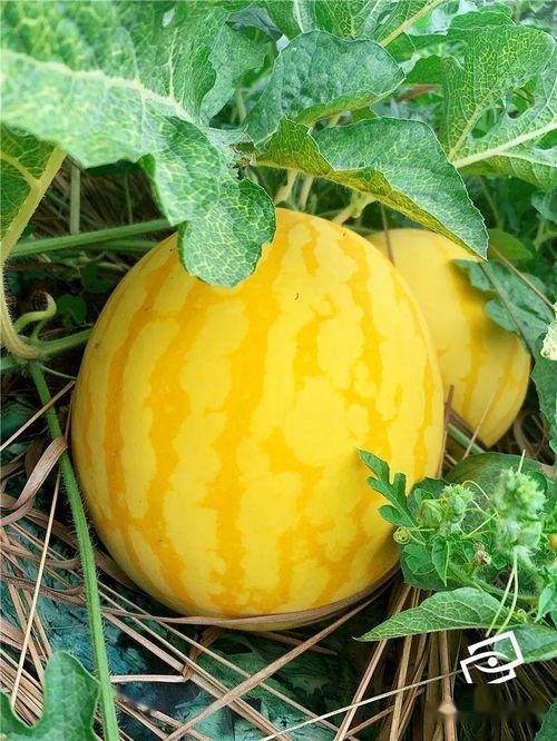 甜蜜 上市 吃瓜啦,吃瓜群众狂欢时刻！