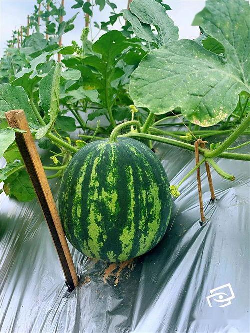 甜蜜 上市 吃瓜啦,吃瓜群众狂欢时刻！