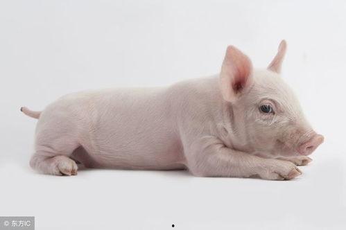 梦见白猪吃角瓜,白猪吞噬角瓜的神秘寓言