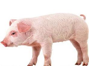 梦见白猪吃角瓜,白猪吞噬角瓜的神秘寓言